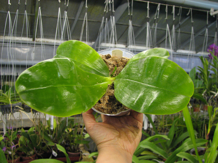 Phalaenopsis Samera 'Blue'.jpg