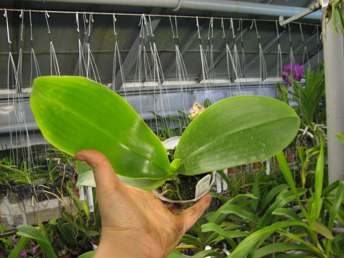 Phalaenopsis Mok Choi Yew (gigantea x violacea).jpg