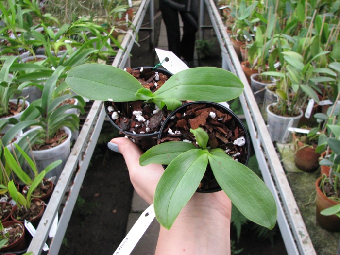 Phalaenopsis Orchid World.JPG