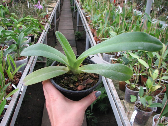 Paphiopedilum dianthum.JPG