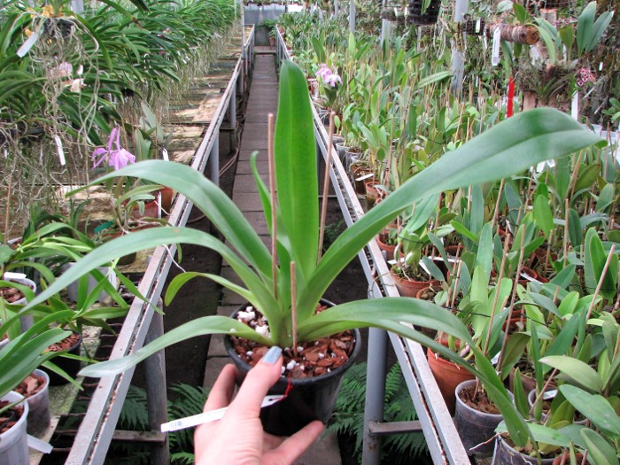 Paphiopedilum philippinense.JPG