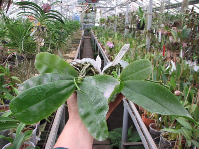 Phalaenopsis Samera 'Red'.JPG