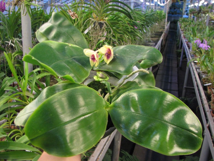 Phalaenopsis bellina.JPG