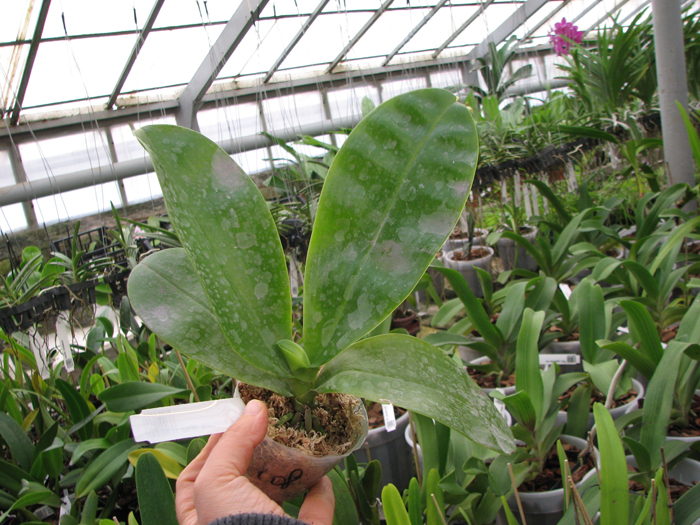 Phalaenopsis Samera 'Red'.jpg