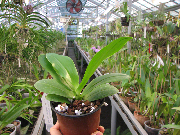 Phalaenopsis Chienlung Red King (Ld's Bear King x pulchra).jpg