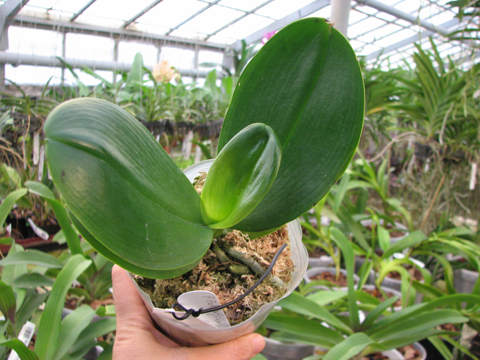 Phalaenopsis Fusheng's World 'FS'.JPG