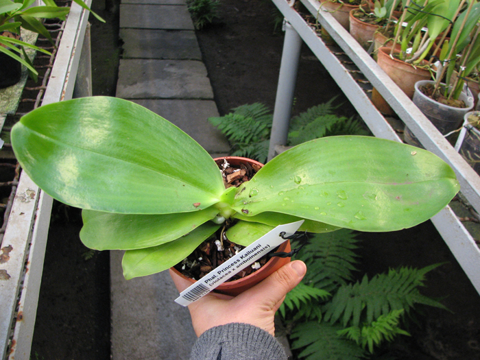 Phalaenopsis Princess Kailuani (violacea x amboinensis).jpg