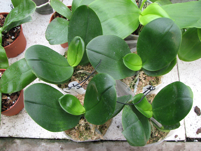 Phalaenopsis Fusheng's World 'FS'.JPG