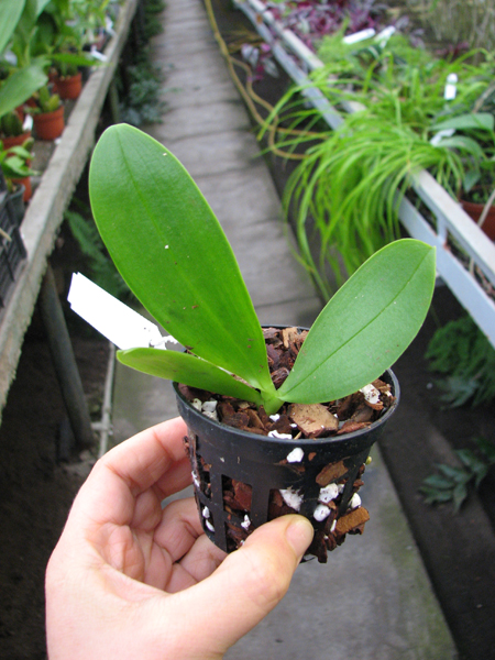 Phalaenopsis Orchid World.jpg