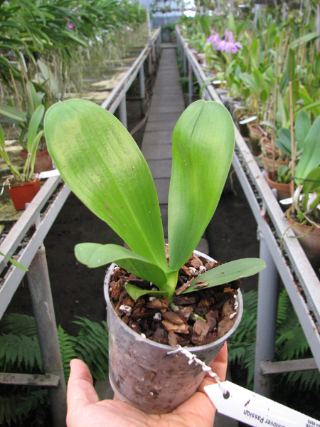 Phalaenopsis Hannover Passion.jpg