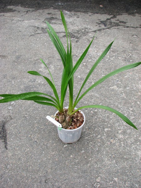 Cymbidium Pierette 'Milk Tea'.JPG