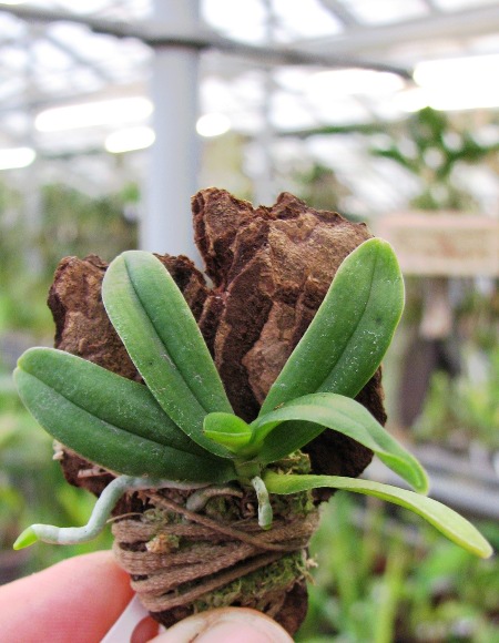 Haraella retrocalla.JPG