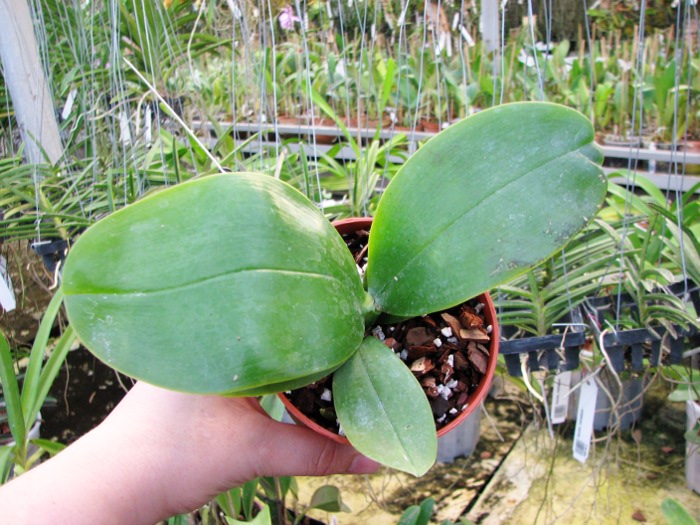 Phalaenopsis Samera 'Blue'.JPG