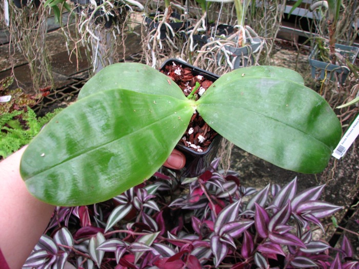Phalaenopsis Samera 'Blue'.JPG