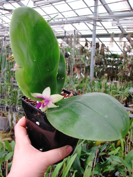 Phalaenopsis bellina2.JPG