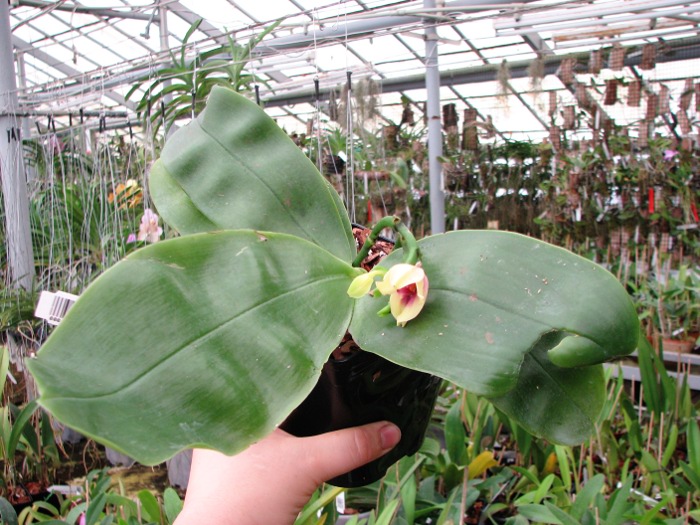 Phalaenopsis bellina3.JPG