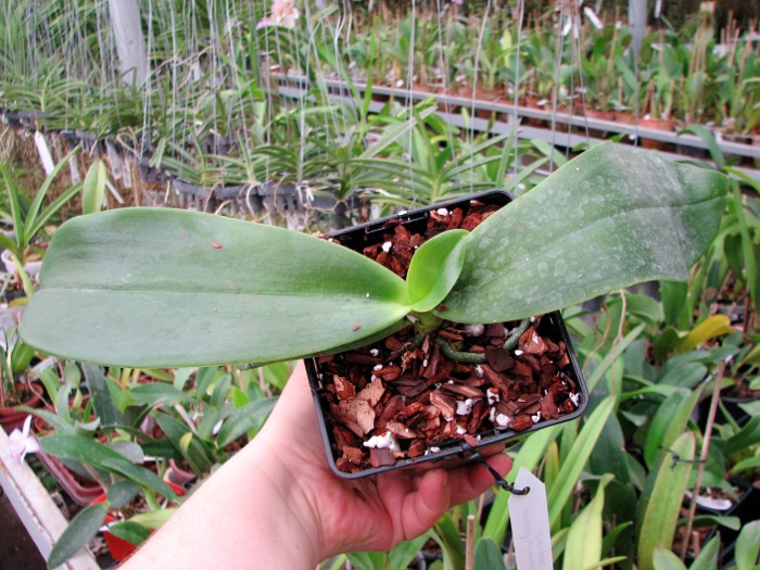Phalaenopsis David Lim (P. amboinensis x P. gigantea)2.JPG
