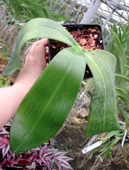 Phalaenopsis David Lim (P. amboinensis x P. gigantea)1.JPG