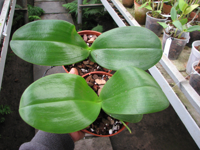 Phalaenopsis Mituo Sun x Phalaenopsis Prima B B.jpg