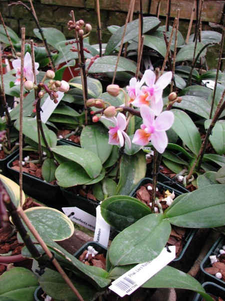 Phalaenopsis Liu's Rainbow.JPG
