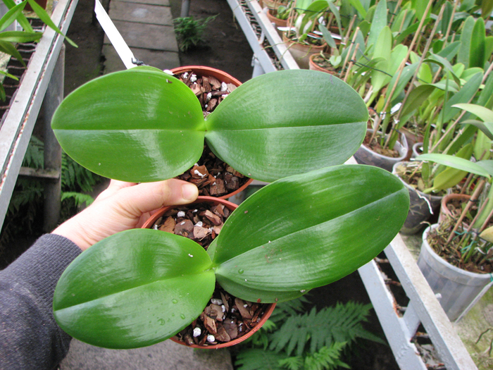 Phalaenopsis Mituo Sun x Phalaenopsis Prima B B.jpg