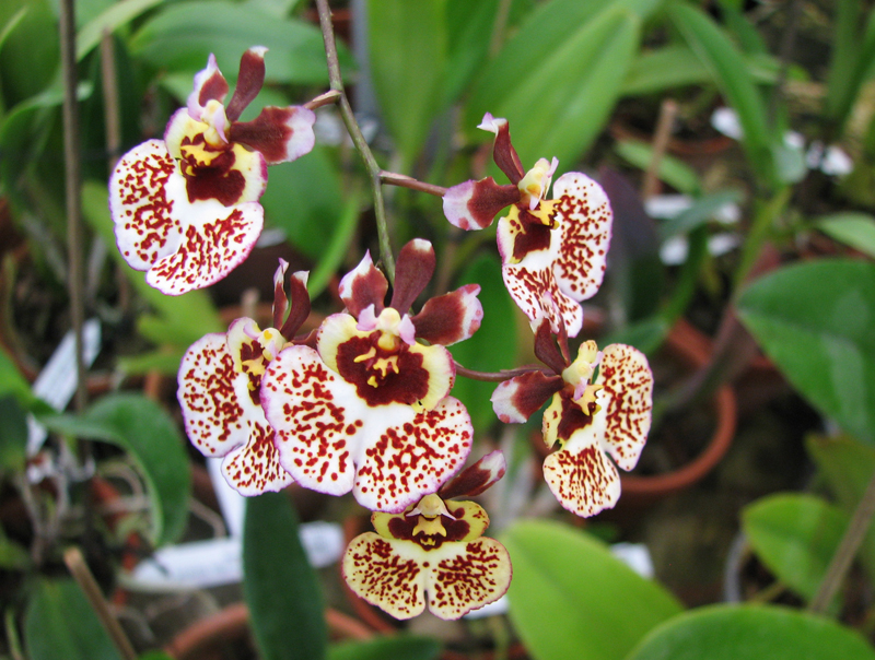 Tolumnia hybrid.jpg
