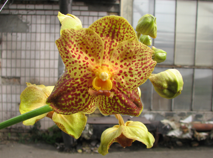 Vanda Vivan x Ascocenda Suksamran Gold.jpg
