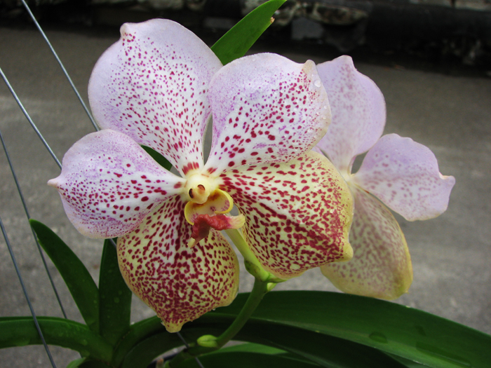 Vanda Sumon Gold x Ascocenda Kultana Gems.jpg