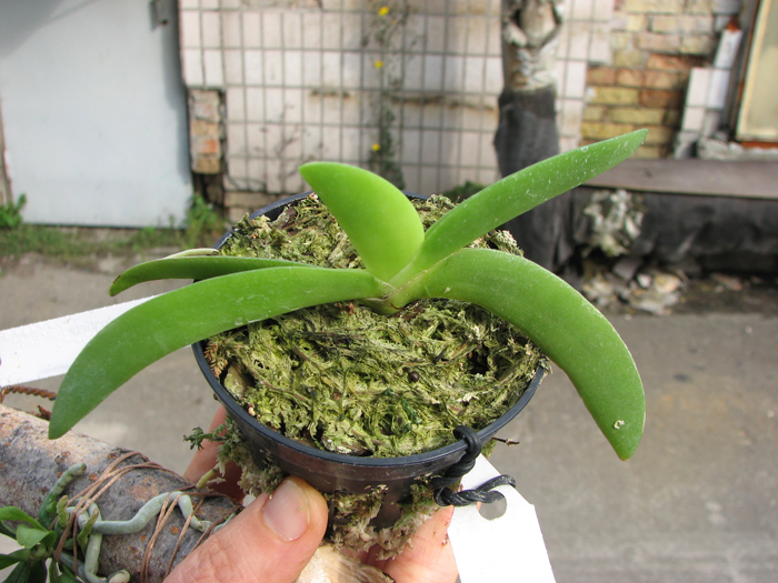 Angraecum leonis.jpg