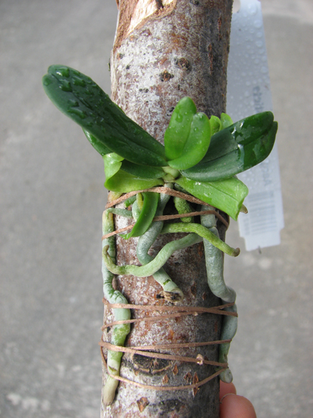 Aerangis rhodostricta.jpg