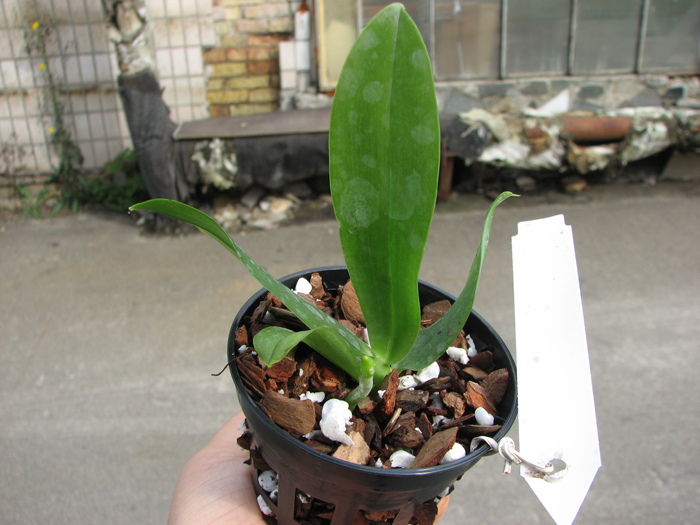 Phalaenopsis Dou-dii Rose.jpg