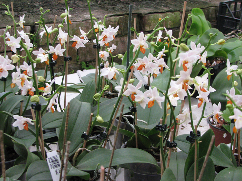 Phalaenopsis Mini Mark.jpg