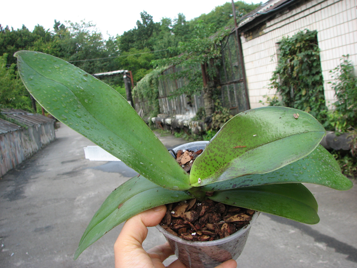 Phalaenopsis Ho's Lovely Amethyst.jpg
