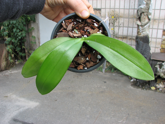Phalaenopsis mannii 'Black'.jpg