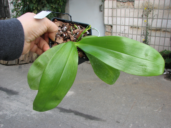 Phalaenopsis violacea 'Red'.jpg