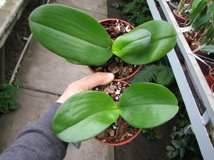 Phalaenopsis Mituo Sun x Phalaenopsis Prima B B.jpg