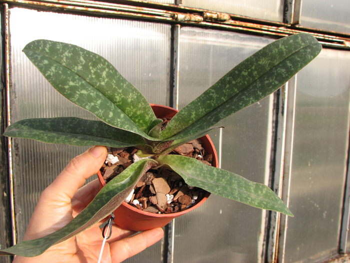 Paphiopedilum concolor (1508).jpg