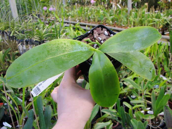 Phalaenopsis violacea 'Red'.JPG