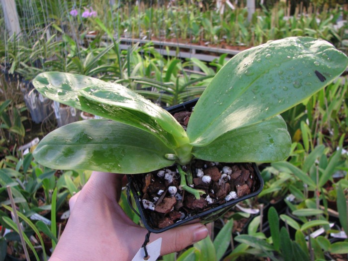 Phalaenopsis violacea 'Red'2.JPG
