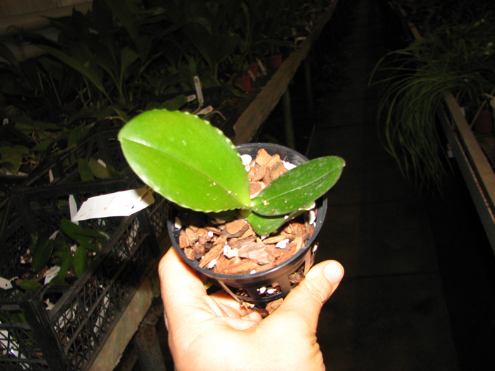 Phalaenopsis Brother Glory 'G-12'.jpg