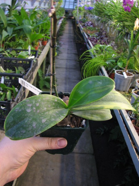 Doritaenopsis Sogo Vivien Variegated leaf.JPG