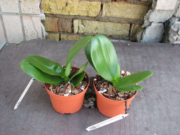 Phalaenopsis Mituo Sun x Phalaenopsis Prima B.B..JPG