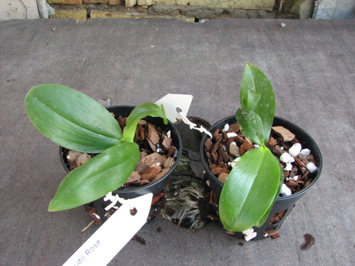 Phalaenopsis Dou-dii Rose.JPG