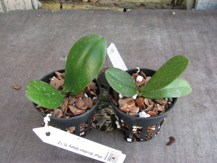 Phalaenopsis Brother Glory 'G-12'.JPG