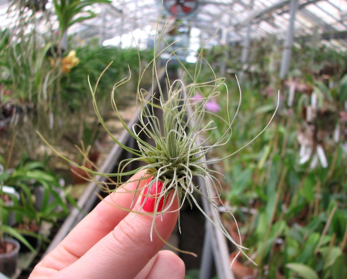 Tillandsia fuchsii var. gracilis.JPG