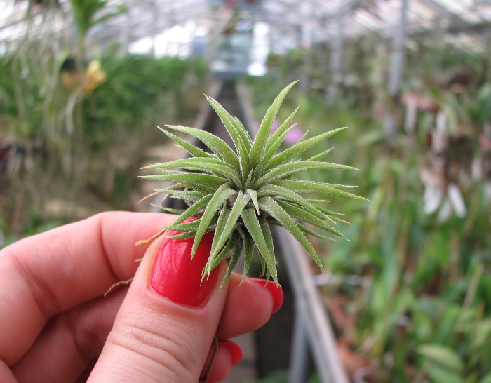 Tillandsia ionantha Rubra Small.JPG