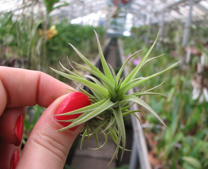 Tillandsia aeranthos Bronze.JPG