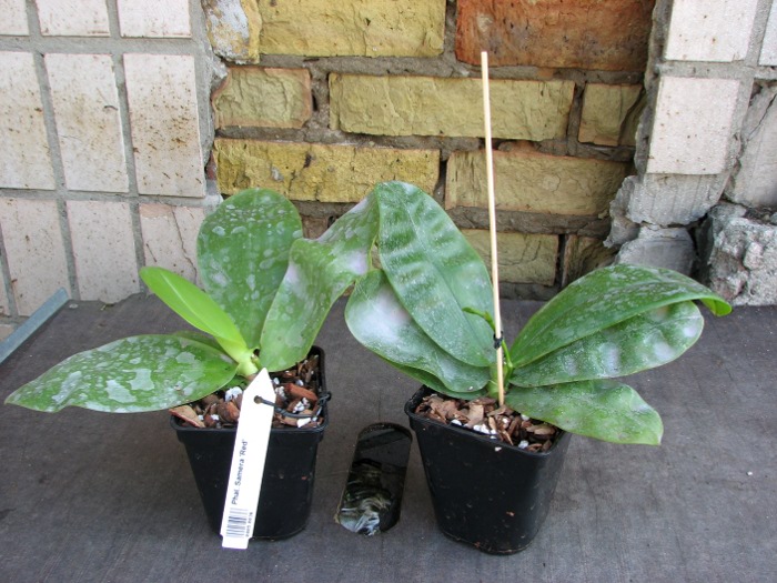 Phalaenopsis Samera 'Red'.JPG