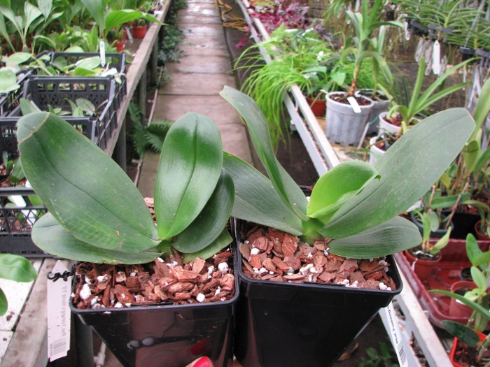 Phalaenopsis Fusheng's World 'FS'.JPG