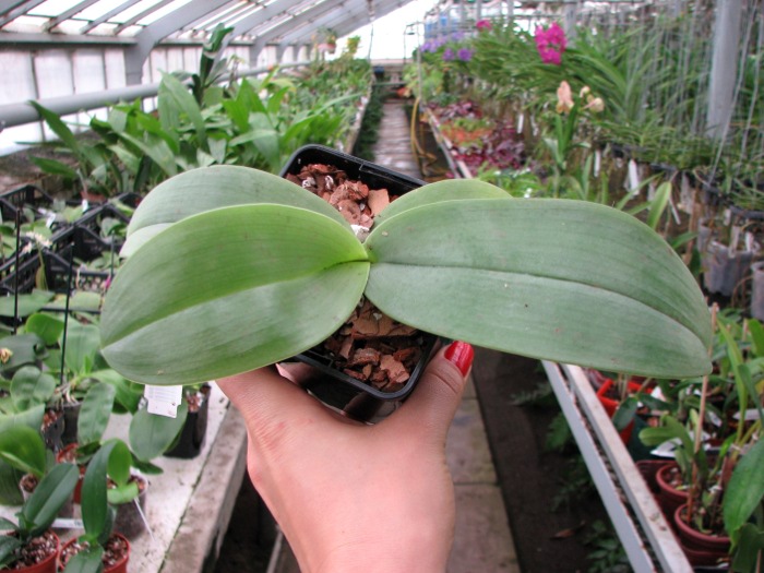 Phalaenopsis gigantea.JPG